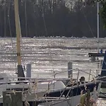 Waterwolf * Aalsmeer